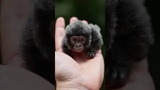 Palm Sized Gorilla! Fluffy & Cute AI Creation! #Shorts