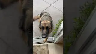 How to keep your German Shepherd calm when you get home