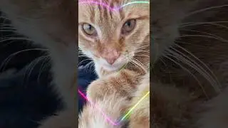 Malenia &ndash; Diva in Fellform ✨🐾 #katzenliebe #catmodel #the.snuggle.squad.4