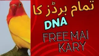 tamam bird's ka DNA only Rs zero#birdslover /free Mai Ghar bethy DNA Kary/bird ka DNA kaha se karay