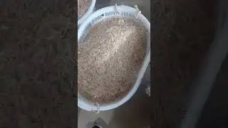 BL60 dry shrimp color sorter machine #shrimp #shrimps