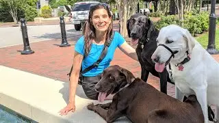 Three Butts? || Norfolk, Virginia || Sailing with Labmaraner Dogs