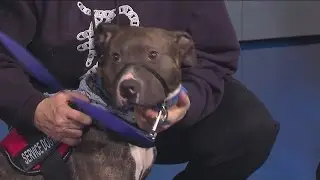 Pets for Vets