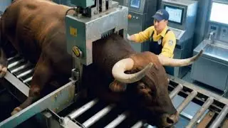 Inside The Bull Meat Industry | From Cattle Farming To Food & Leather Products