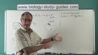 Enzymes and Metabolism - Part 2: Models of Enzyme Activity
