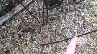 Blackberries Explained