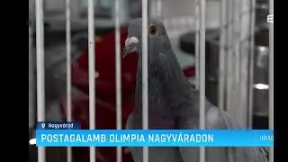 Postagalamb Olimpia Nagyváradon – Erdélyi Magyar Televízió