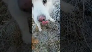 Ася и лягушка #dogshorts