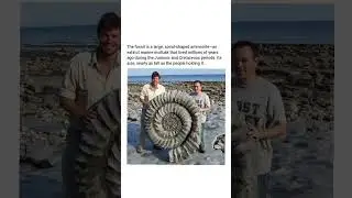 Fossil of a large, spiral-shaped extinct ammonite.