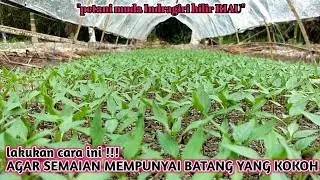 15hss, cara baik memperlakukan semaian cabe