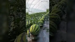 Who would have thought that watermelon is actually a type of vegetable? #shorts #fruit #watermelon
