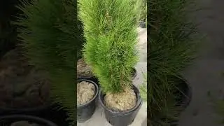 немного привезли растений #сад #garden