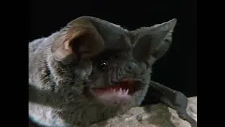 Wild America (1991) | S4 E1 'Beneficial Bats' | Full Episode | FANGS
