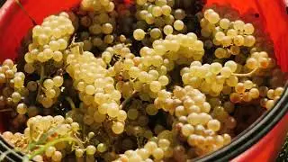 Weinlese 2020 &ndash;&nbsp;Warum der nat&uuml;rliche Weg der Beste ist
