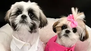 Who&rsquo;s making the mess #shihtzupuppies #shihtzus #shihtzuplaying #pets #dogs # puppy
