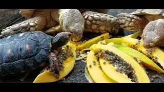Morning Routine Sulcata and CherryHead Tortoise 🥰