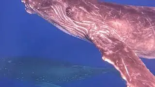 A Curious Humpback Calf Swims Right to the Camera