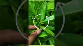 #Allspice #garammasala  #plantinfo #garden