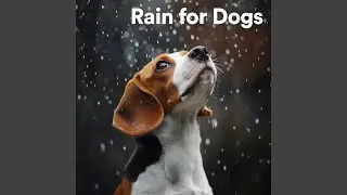 Calm Your Dog with Gentle Rainfall