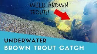 WHOA!! DID THAT JUST HAPPEN?!?!  INSANE Underwater Footage of Wild Brown Trout Taking Nymph Fly