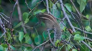 How does Indian Palm Squirrel chatter sounds ? Funny and cute animal compilation