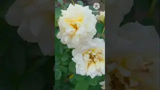 Buff Beauty Rose / beautiful natural flowers  #shorts  #flowers  #nature