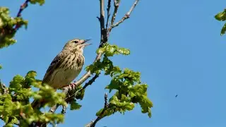 A tree pipit song and courtship display flight June 2023 (Anthus trivialis)