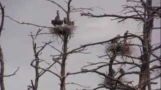 Great Blue Heron Nests in Maynard, MA