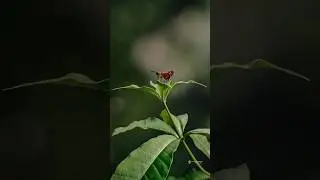 wait for it..#lightroom #snapseed #photography #editing #creativeediting #butterfly