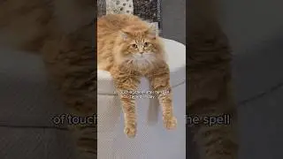 Gotta let those mittens cool down 😅 #cat #cuteanimal #cutecat #funnyanimals #cute #catvideos #pets