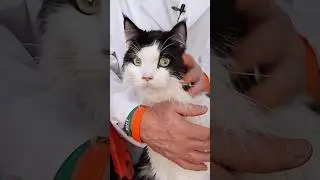 LEUCEMIA FELINA: Cuidados b&aacute;sico para manter a longevidade dos gatos soropostivos.