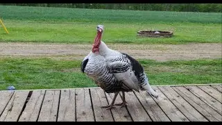 Royal Palm Turkey Gobble 🦃🤗 Turkey Sounds