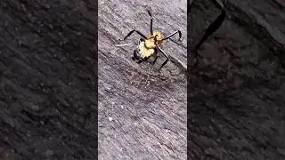 Huge golden ant Playa del Carmen Mexico tropical Caribbean jungle insect life #nature #explore #wild