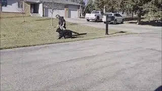 Fidelity K9 Zevi