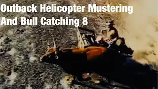 Outback Helicopter Mustering and Bull Catching Western Australia 8