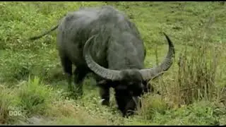 Tiger attack on huge water buffalo (male) &hellip;.