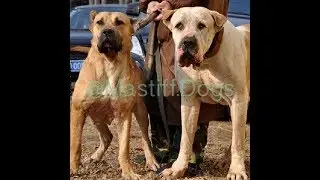 9 Lakhiya Famous Bully Kutta Rare Video | Top Blood | Massive Bully | World Famous