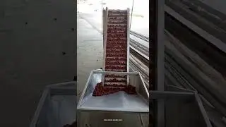 Fruit date dry nut bucket elevator conveyor lifting feeding conveyor