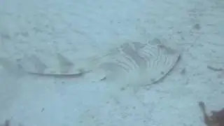 Eastern Fiddler Ray - Trygonorrhina sp A