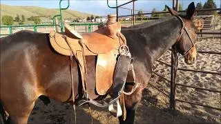 Trapper #6 Saddle Fit Jake Clark Mule Days 2020
