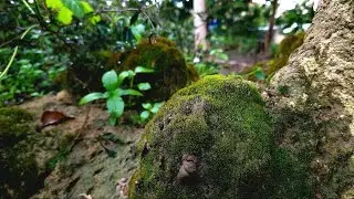 4K Hidden Beauty in the Smallest Details | Macro Nature Cinematic