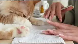 Can you do my nail😾👀 #funny #cute #cat