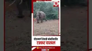 DODAMARG | हेवाळे बांबर्डेवाडीत टस्कर दाखल