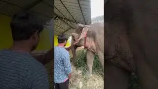 #elephant video love you 😍🙏👌❤️please support me 👍🐘🙏shorts video 👍