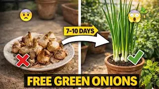 Grow Market-Like Green Onions at Home | 2 Easy Methods