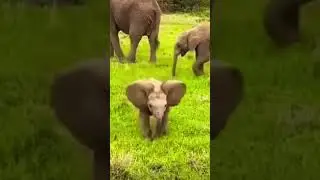 Bumbo- Dolcissimo cucciolo di elefante alla carica #shortvideos  #animals #shorts