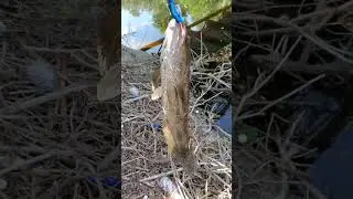 NETBAIT Baby Paca Craw on 20lb Braid & Weighted Hook Catches Florida Snakehead EASY!