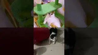Cat 🐱 #funnypets #aquaticpets #funny #funny #marinemystery #funnyanimals #funnycat