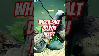 Which Salt Do Your Fish Actually Need? Using Salt in Freshwater Aquarium