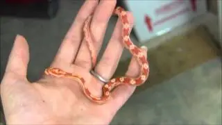 Baby Albino Motley Cornsnake